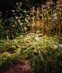 A very healthy vegetable garden